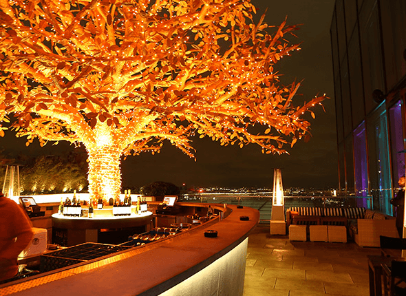 Tree Terrace - image